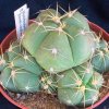 Gymnocalycium_horstii_v_buenekeri